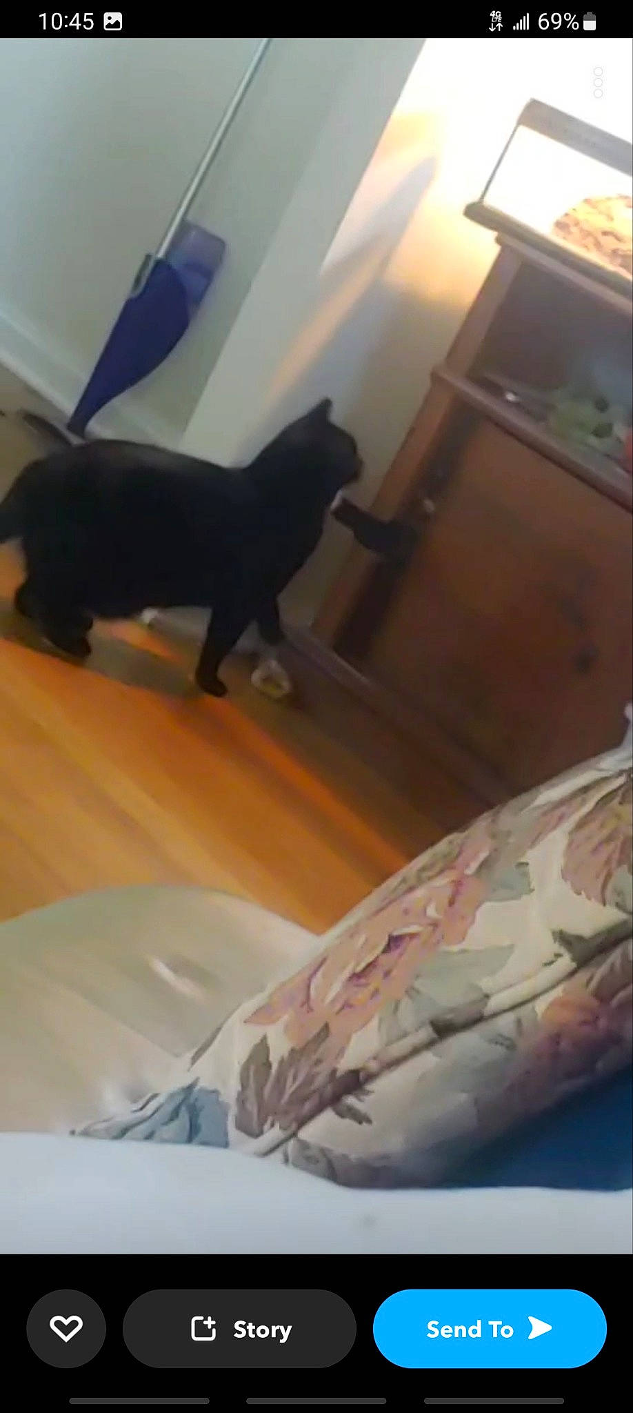 Luna joined the competition — help win amazing prizes! bed, bedding, carnivore, comfort, companion_dog, dog, dog_breed, fawn, felidae, flooring, guard_dog, hardwood, linens, room, small_to_medium_sized_cats, tail, tints_and_shades, wood, wood_flooring, working_animal