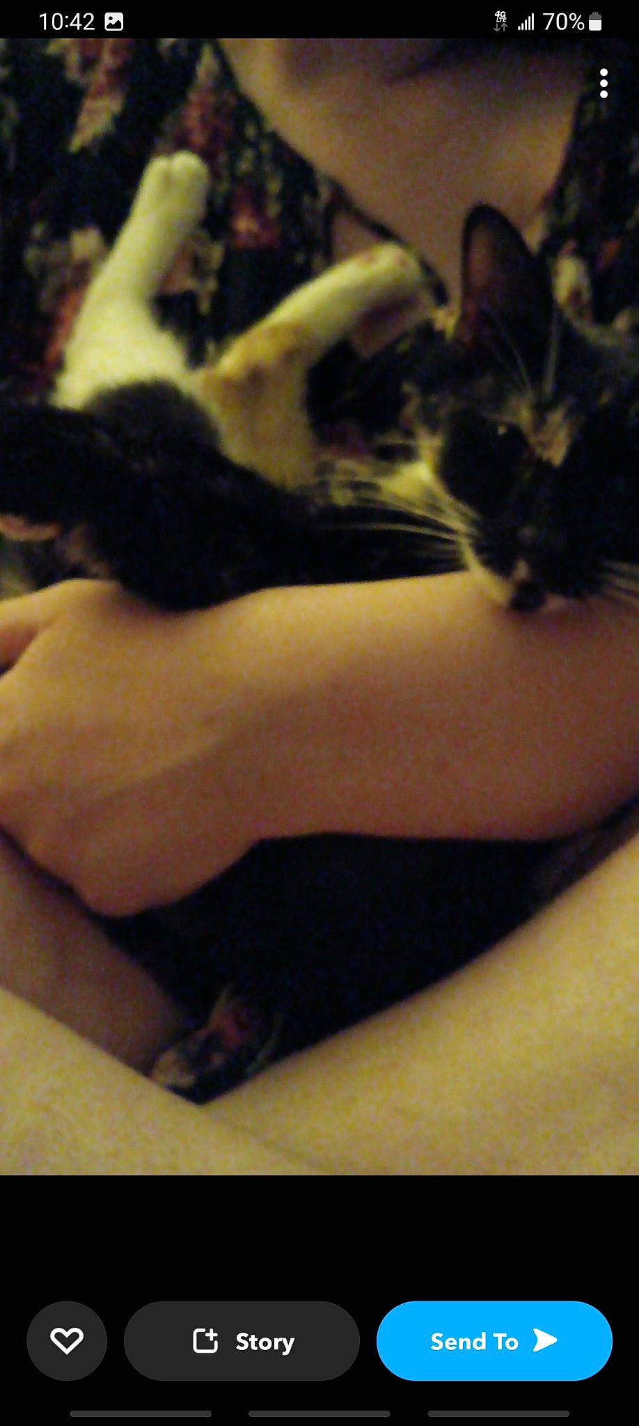 Luna is registered to the contest to win money with this photo: bed, carnivore, cat, claw, comfort, domestic_short_haired_cat, elbow, felidae, fur, gesture, human_leg, nail, neck, paw, small_to_medium_sized_cats, tail, thigh, thumb, whiskers, wrist