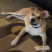 Scoob is registered to the contest to win money with this photo: dog, bone, carpet, indoor, pet, canine, animal, collar, playful, lying_down, paw, brown, white, ears, mouth, teeth, looking_up, floor, furniture, house