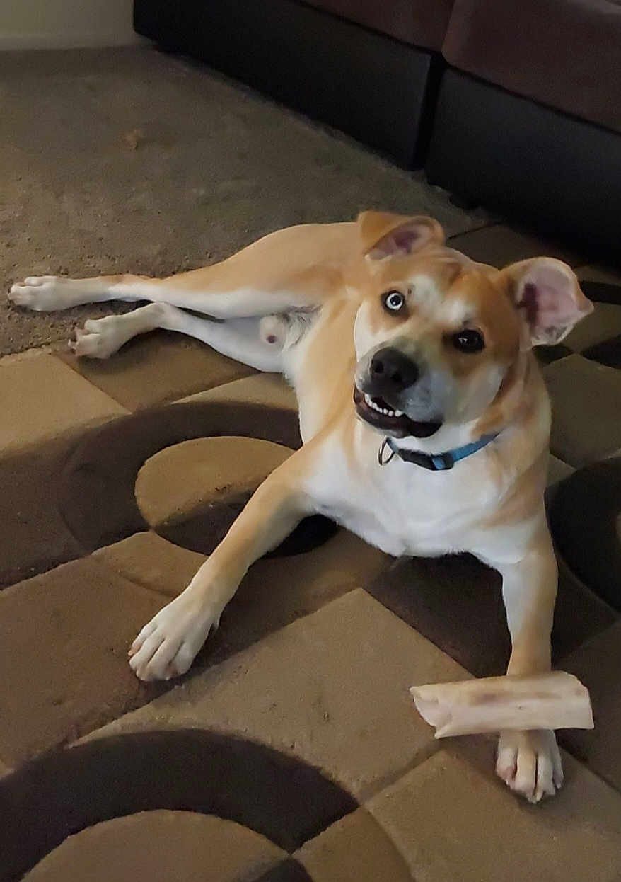 Scoob is registered to the contest to win money with this photo: dog, bone, carpet, indoor, pet, canine, animal, collar, playful, lying_down, paw, brown, white, ears, mouth, teeth, looking_up, floor, furniture, house