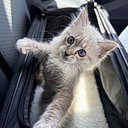 Meringue joined the competition — help win amazing prizes! animal, blue_eyes, car_interior, carrier, cat, companion, cozy, curious, cute, feline, fur, furry, indoor, kitten, paw, pet, soft_light, travel, whiskers, young