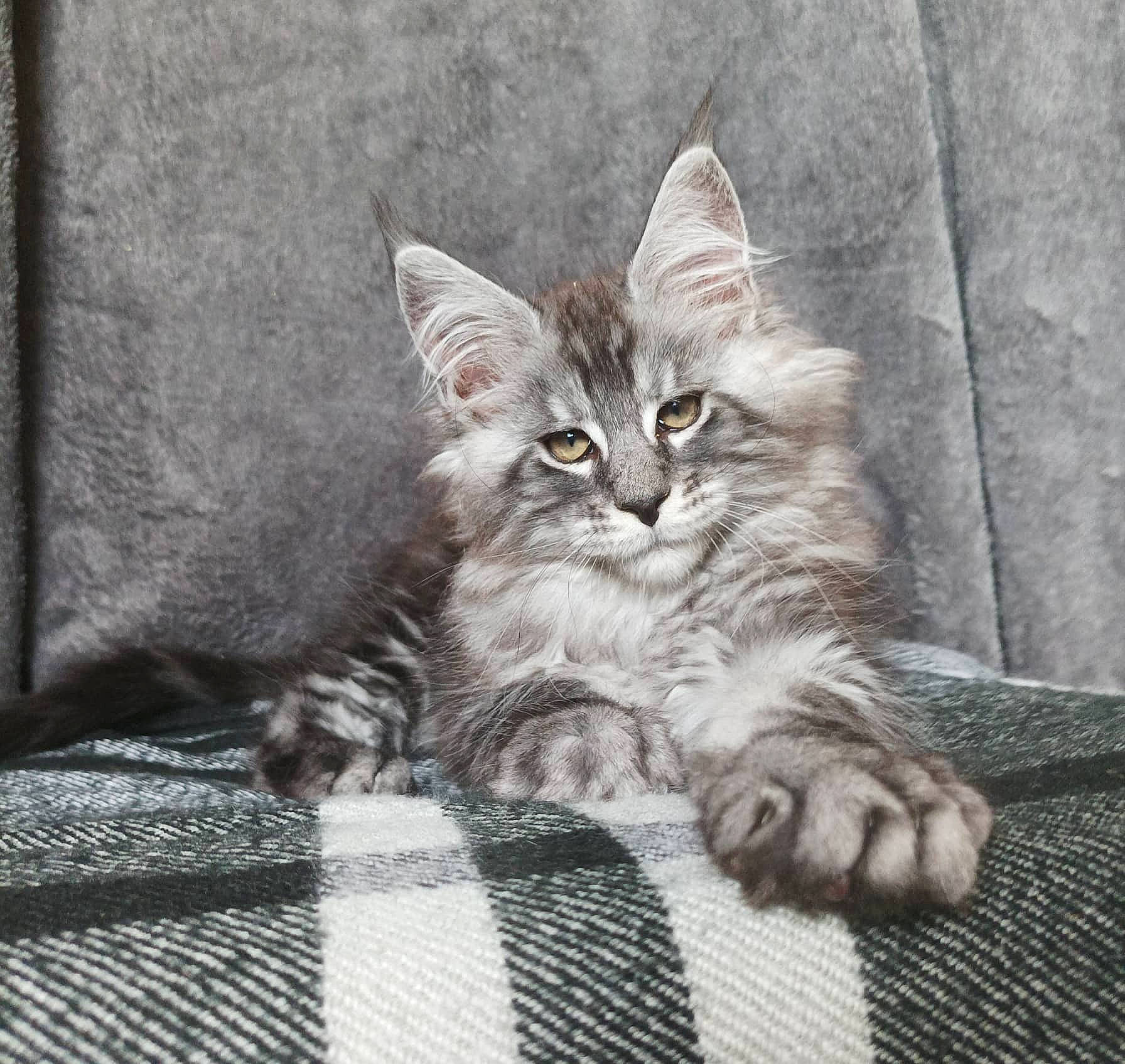 Yoshi a rejoint le concours — aidez-le/la à gagner de superbes lots ! carnivore, cat, claw, comfort, domestic_short_haired_cat, felidae, fur, grey, maine_coon, pattern, paw, plaid, sitting, small_to_medium_sized_cats, snout, tail, terrestrial_animal, whiskers