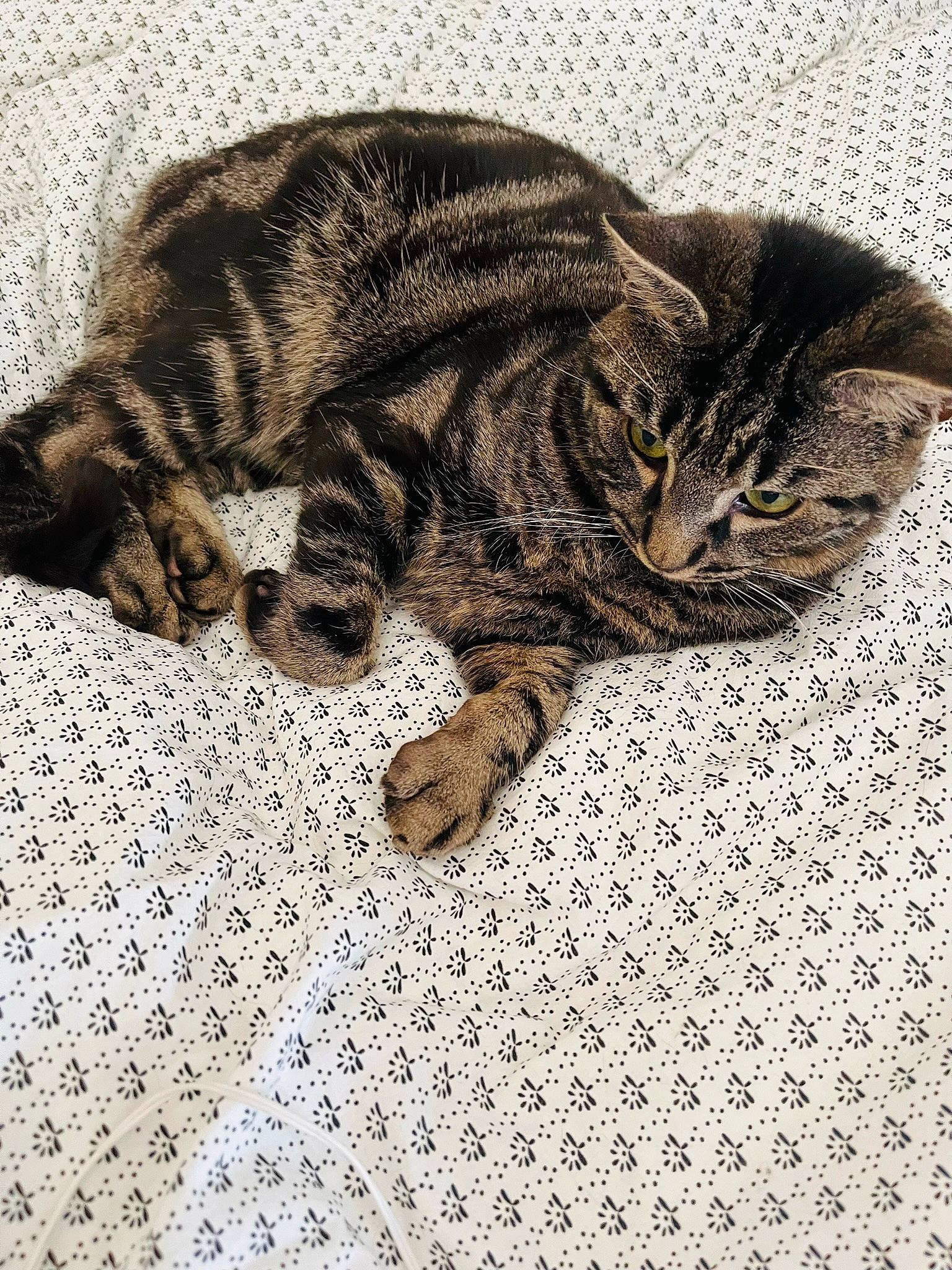 Gio participe au concours pour gagner de l'argent avec cette photo : art, carnivore, cat, claw, doily, domestic_short_haired_cat, felidae, flooring, fur, grey, nap, pattern, paw, sleep, small_to_medium_sized_cats, snout, tail, terrestrial_animal, whiskers, wildlife