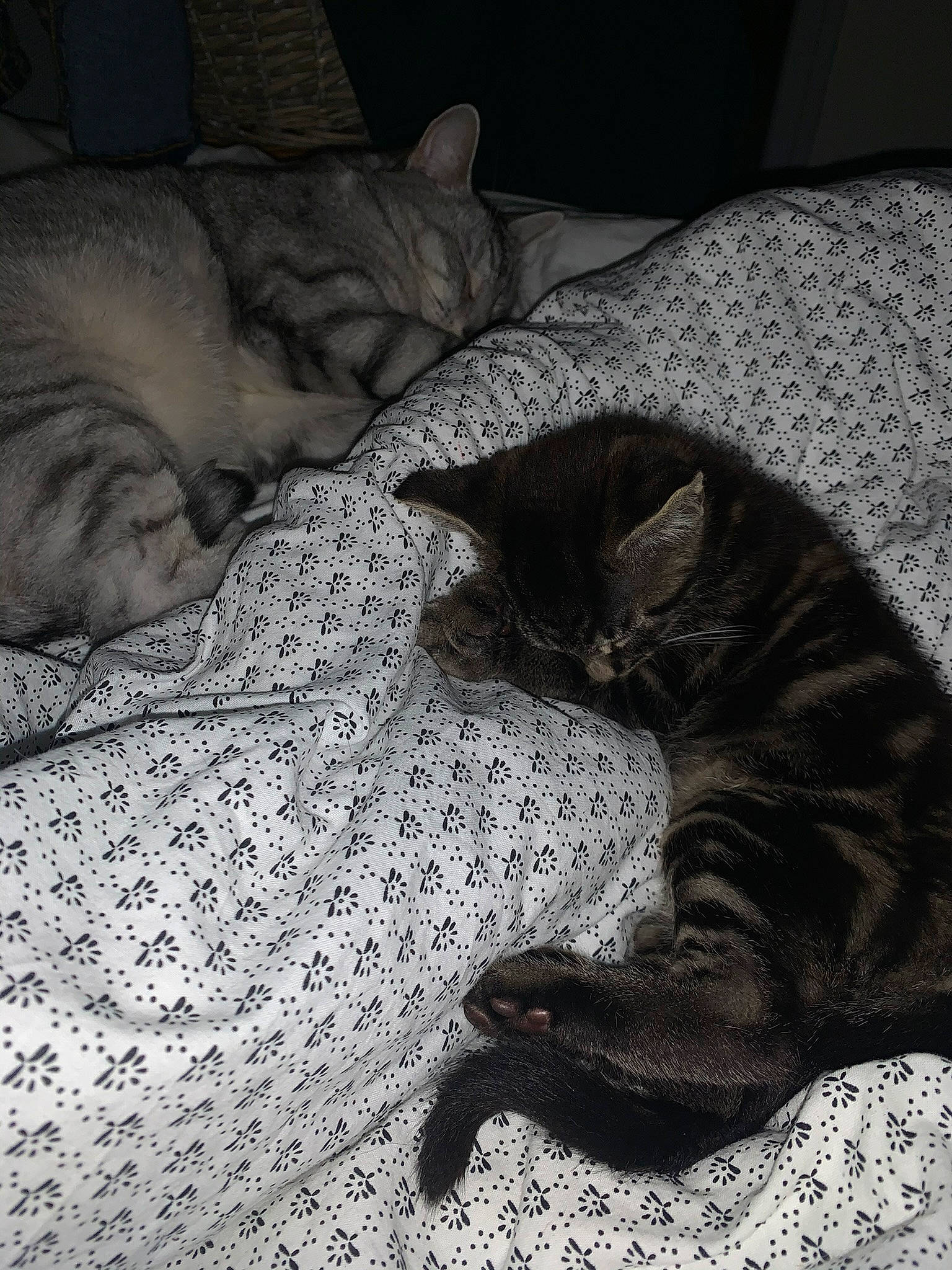 Gio participe au concours pour gagner de l'argent avec cette photo : bedding, carnivore, cat, comfort, darkness, domestic_short_haired_cat, felidae, fur, grey, linens, monochrome, monochrome_photography, nap, room, sleep, small_to_medium_sized_cats, tail, terrestrial_animal, whiskers, wrinkle