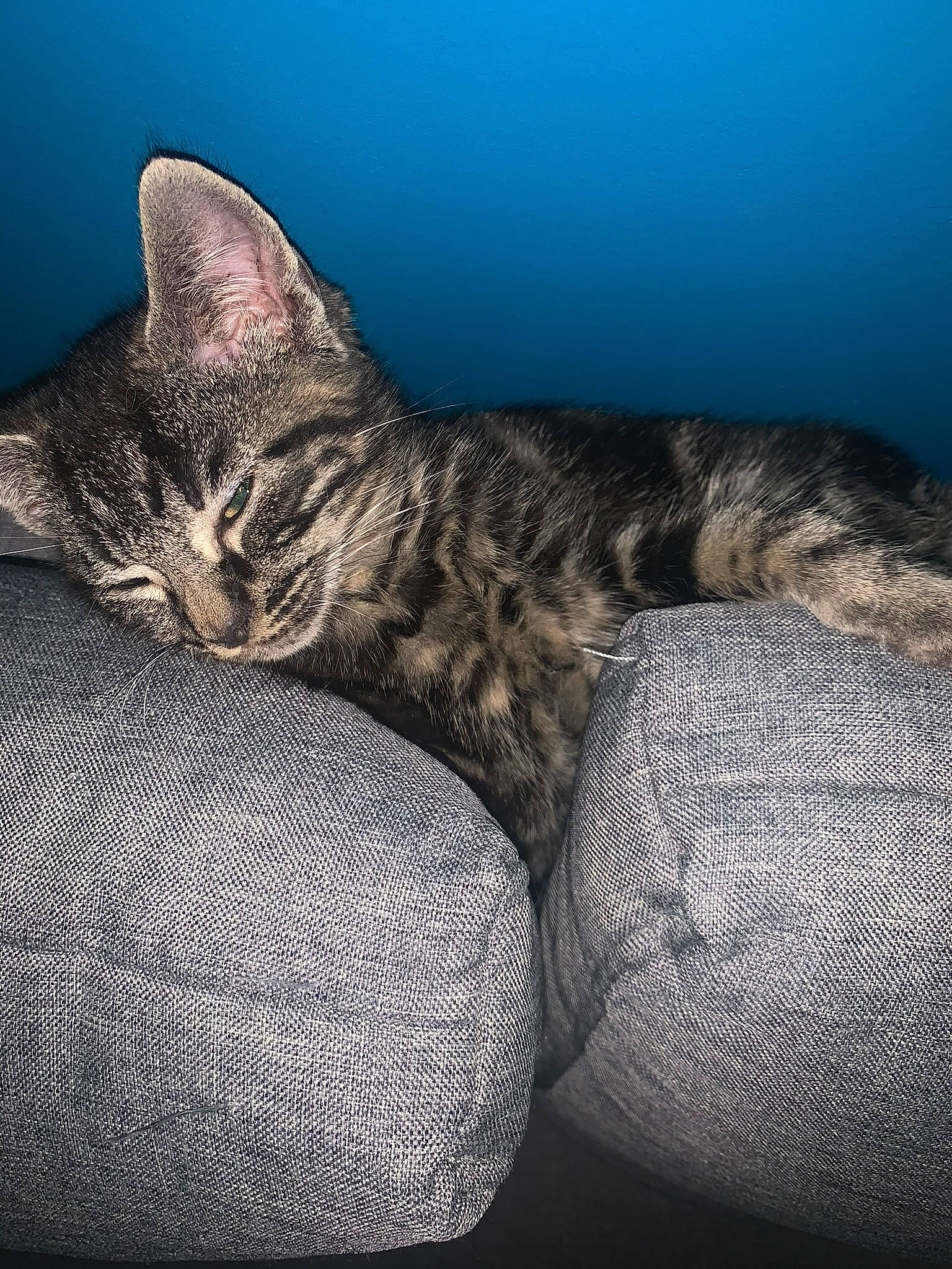 Gio a rejoint le concours — aidez-le/la à gagner de superbes lots ! carnivore, cat, cat_bed, comfort, darkness, domestic_short_haired_cat, electric_blue, eye, felidae, fur, grey, nap, paw, sky, small_to_medium_sized_cats, snout, tail, terrestrial_animal, whiskers, wildlife