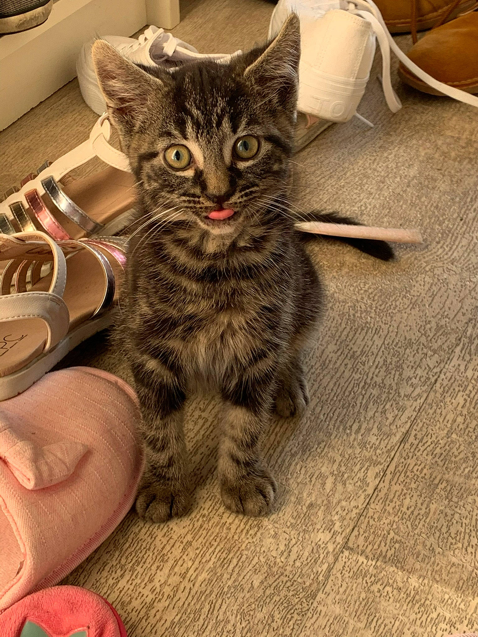 Gio a rejoint le concours — aidez-le/la à gagner de superbes lots ! carnivore, cat, claw, comfort, couch, domestic_short_haired_cat, felidae, flooring, foot, fur, grey, lap, paw, sitting, small_to_medium_sized_cats, snout, tail, tree, whiskers, wood