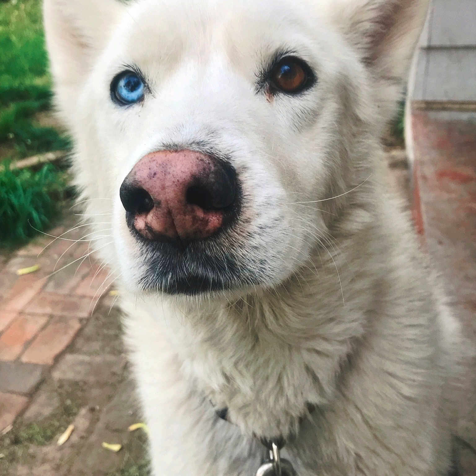 Buck joined the competition — help win amazing prizes! berger_blanc_suisse, canaan_dog, canidae, carnivore, dog, dog_breed, greenland_dog, kintamani, kishu, korean_jindo_dog, labrador_husky, mammal, norwegian_buhund, nose, pungsan_dog, rare_breed_dog, siberian_husky, snout, vertebrate, white_shepherd