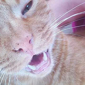 Caramel