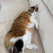 Muffin participe au concours pour gagner de l'argent avec cette photo : cat, fluffy, relaxed, sleepy, couch, indoor, pet, fur, tabby, white, brown, black, pink_nose, paw, corduroy, feline, resting, cozy, home, animal