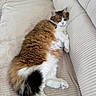 cat, fluffy, relaxed, sleepy, couch, indoor, pet, fur, tabby, white, brown, black, pink_nose, paw, corduroy, feline, resting, cozy, home, animal