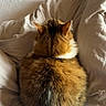 cat, feline, fur, bed, blanket, white, cozy, resting, sleeping, pet, animal, domestic, cute, fluffy, tabby, relaxed, indoor, soft, comfort, warm