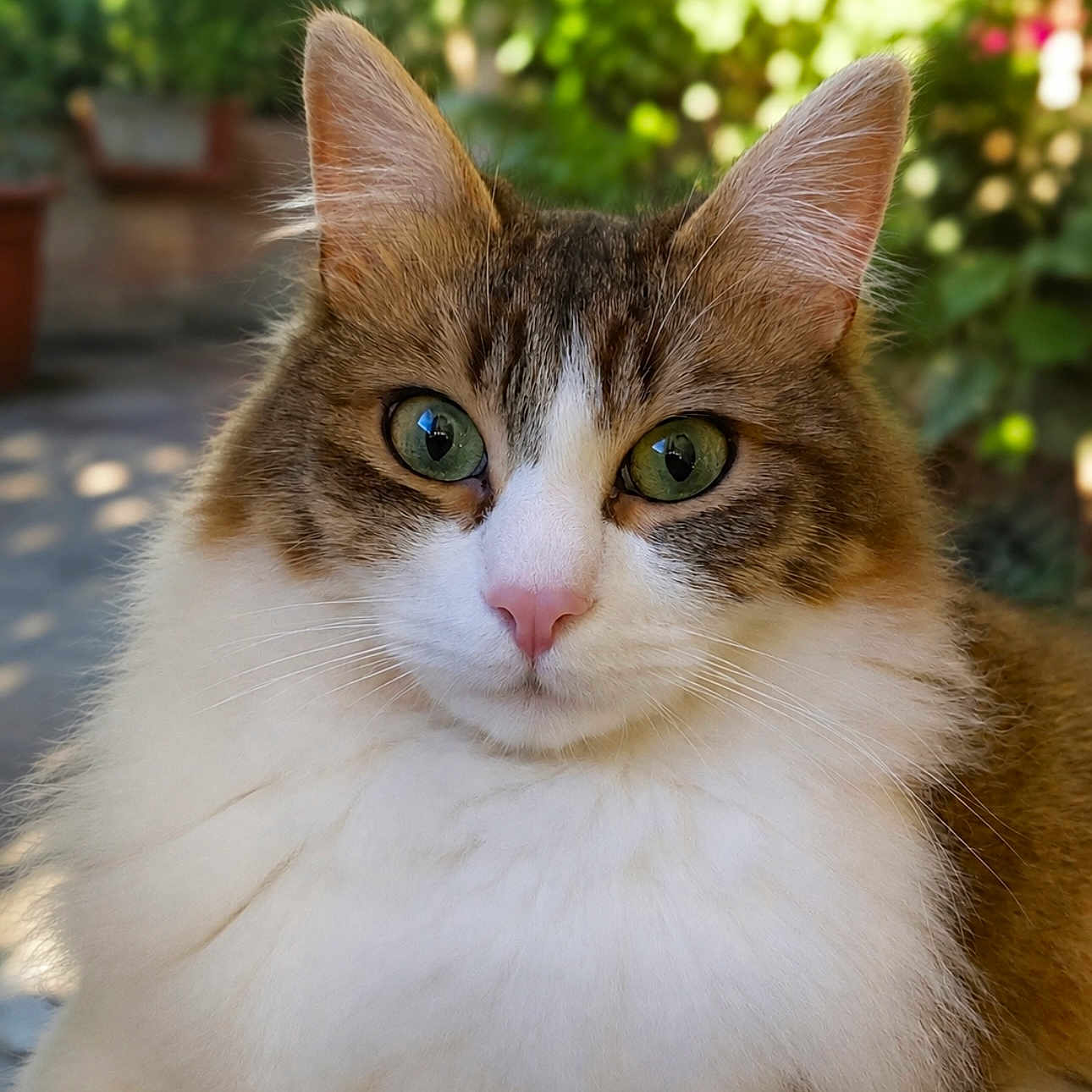 Muffin a rejoint le concours — aidez-le/la à gagner de superbes lots ! cat, fluffy, green_eyes, close_up, pet, animal, outdoor, nature, fur, whiskers, ears, portrait, cute, domestic_cat, mammal, face, alert, background_blur, garden, feline