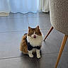 Muffin participe au concours pour gagner de l'argent avec cette photo : cat, fluffy, indoor, floor, tile, chair, furniture, curtain, window, pet, animal, whiskers, green_eyes, tongue_out, black_shirt, cute, sitting, fur, domestic, cozy
