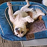 Yuki joined the competition — help win amazing prizes! animal, bed, blue, cozy, cute, dog, dog_bed, domestic, floor, fur, indoor, lying_down, nose, paw, pet, relaxing, resting, sleeping, upside_down, wood_floor