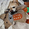 Yuki is registered to the contest to win money with this photo: animal_toy, blanket, comfort, cozy, cute, dog, fabric_toy, fur, indoor, paw, pet, relaxing, resting, sleepy, small_dog, snuggling, soft_texture, stuffed_toy, toy, white_blanket