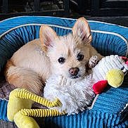 Yuki joined the competition — help win amazing prizes! animal, blue, comfort, cozy, cute, dog, ears, eyes, floor, fur, indoor, pet_bed, puppy, red, resting, small, stuffed_toy, toy, wood, yellow
