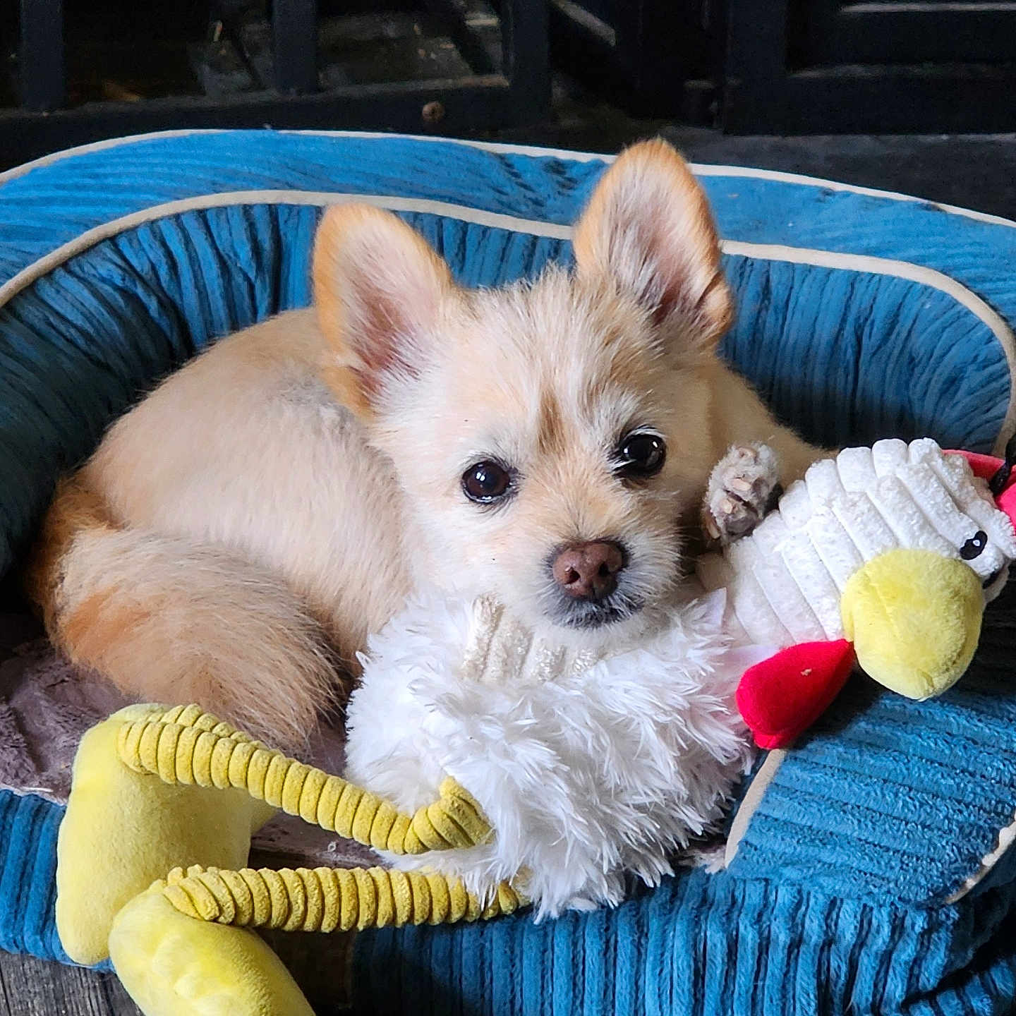 Yuki
