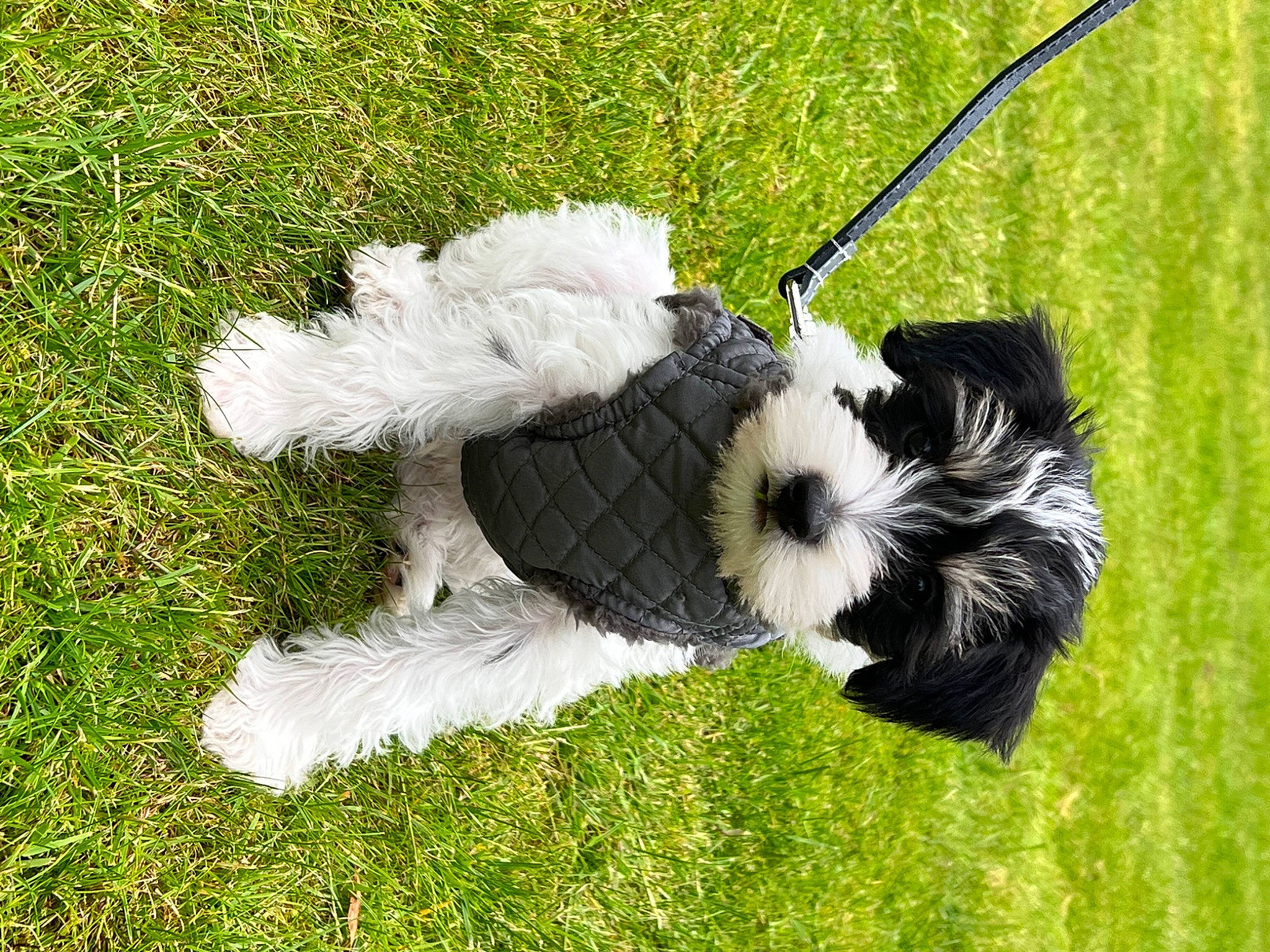 Friday joined the competition — help win amazing prizes! canidae, carnivore, collar, companion_dog, dog, dog_breed, dog_collar, dog_supply, fashion_accessory, grass, grassland, maltepoo, plant, small_terrier, snout, sporting_group, tail, terrier, toy, toy_dog