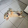 Joy a rejoint le concours — aidez-le/la à gagner de superbes lots ! puppy, dog, golden_retriever, floor, tile, indoor, pet, collar, cute, lying_down, belly_up, ears, looking_up, young_dog, animal, domestic_animal, playful, resting, adorable, home