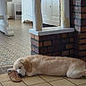 dog, puppy, golden_retriever, sleeping, shoe, sandal, tile_floor, indoor, home, furniture, brick_wall, cabinet, quiet, resting, cute, pet, animal, cozy, floor, relaxation