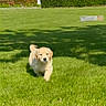puppy, dog, golden_retriever, grass, greenery, outdoor, sunny, house, hedge, pet, animal, running, playful, nature, daylight, cute, young_dog, fur, canine, small