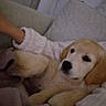 Joy participe au concours pour gagner de l'argent avec cette photo : puppy, dog, golden_retriever, blanket, couch, robe, cozy, indoor, pet, fur, sleepy, relaxed, home, comfort, furniture, animal, cute, snuggle, resting, soft