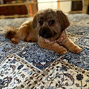 Robbie joined the competition — help win amazing prizes! dog, small_dog, bed, quilt, patterned_bedspread, indoor, pet, fluffy_fur, brown_dog, relaxed, looking_at_camera, cozy, home, furniture, resting, animal, cute, portrait, domestic_animal, comfort