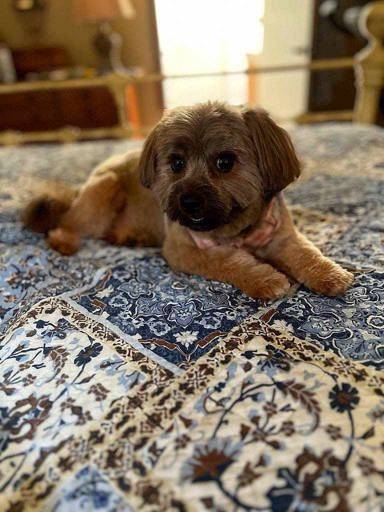 Robbie joined the competition — help win amazing prizes! dog, small_dog, bed, quilt, patterned_bedspread, indoor, pet, fluffy_fur, brown_dog, relaxed, looking_at_camera, cozy, home, furniture, resting, animal, cute, portrait, domestic_animal, comfort