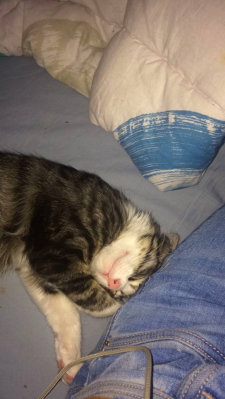 Oscar a rejoint le concours — aidez-le/la à gagner de superbes lots ! carnivore, cat, comfort, denim, domestic_short_haired_cat, felidae, fur, jeans, nap, paw, sleep, small_to_medium_sized_cats, tail, toe, vertebrate, whiskers