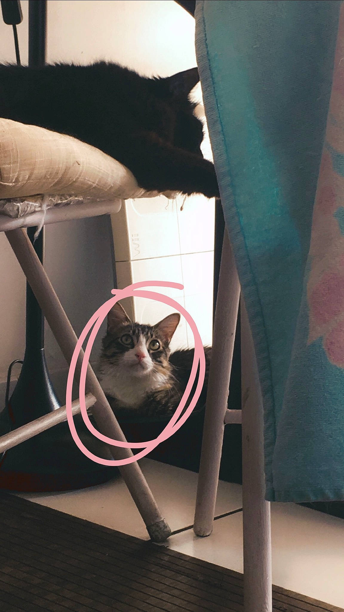 Oscar a rejoint le concours — aidez-le/la à gagner de superbes lots ! carnivore, cat, cat_furniture, cat_supply, felidae, fur, pet_supply, small_to_medium_sized_cats, snout, tail, teal, turquoise, vertebrate, whiskers