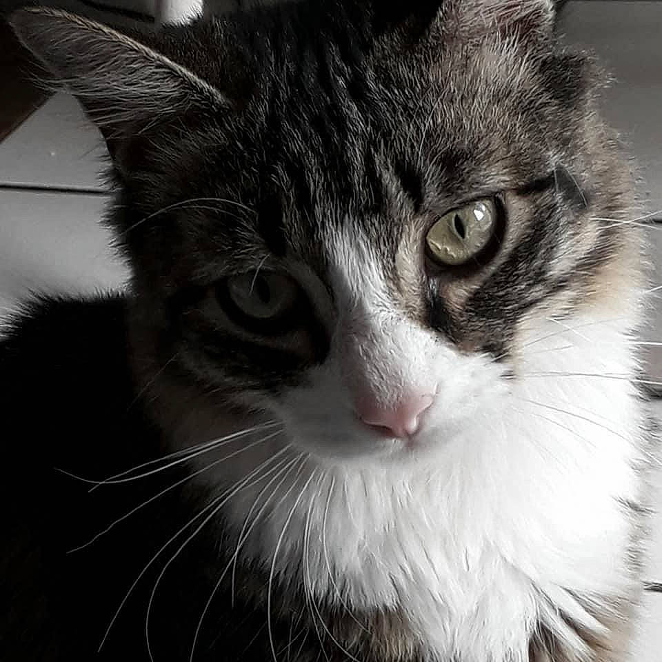 Oscar participe au concours pour gagner de l'argent avec cette photo : black, carnivore, cat, curious, felidae, fur, iris, jaw, monochrome_photography, small_to_medium_sized_cats, snout, style, terrestrial_animal, vertebrate, whiskers