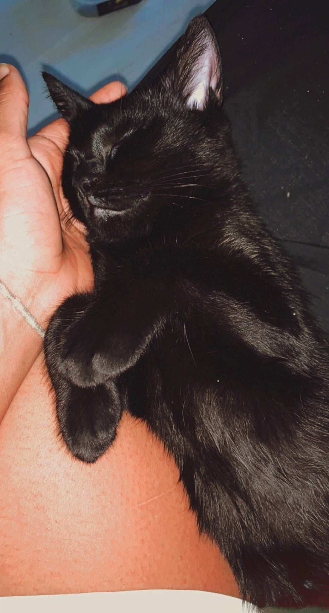 Roméo a rejoint le concours — aidez-le/la à gagner de superbes lots ! black, black_cat, carnivore, cat, comfort, felidae, finger, fur, gesture, human, nail, organ, paw, skin, small_to_medium_sized_cats, snout, thumb, vertebrate, whiskers, wrist