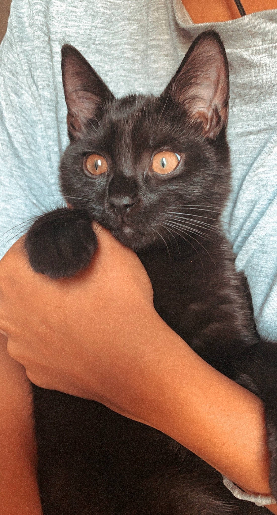 Roméo participe au concours pour gagner de l'argent avec cette photo : black, black_cat, carnivore, cat, comfort, domestic_short_haired_cat, felidae, fur, iris, small_to_medium_sized_cats, snout, terrestrial_animal, vertebrate, whiskers