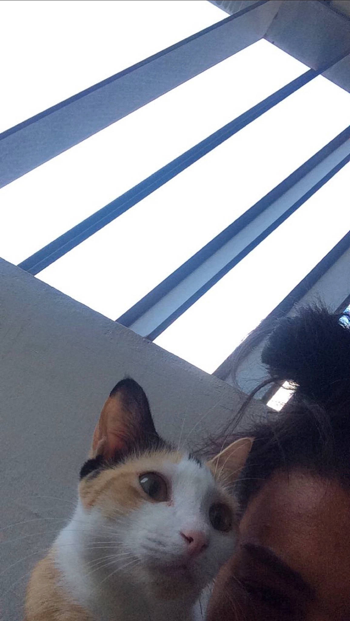 Peanut a rejoint le concours — aidez-le/la à gagner de superbes lots ! carnivore, cat, daylighting, domestic_short_haired_cat, felidae, fixture, fur, small_to_medium_sized_cats, snout, whiskers