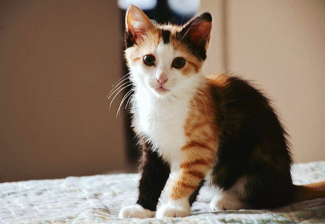 Peanut a rejoint le concours — aidez-le/la à gagner de superbes lots ! carnivore, cat, curious, domestic_short_haired_cat, fawn, felidae, foot, fur, kitten, linens, liver, paw, small_to_medium_sized_cats, snout, tail, terrestrial_animal, toe, whiskers