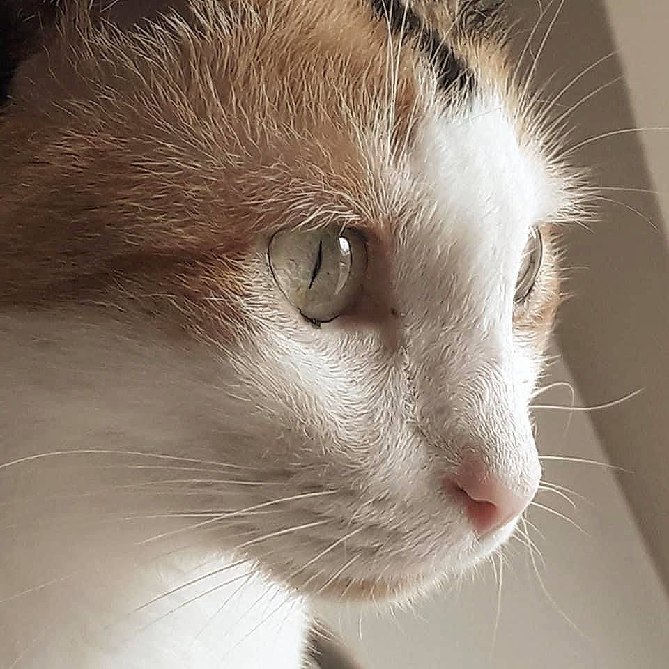 Peanut a rejoint le concours — aidez-le/la à gagner de superbes lots ! beige, carnivore, cat, close_up, domestic_short_haired_cat, felidae, fur, iris, organ, photography, small_to_medium_sized_cats, snout, terrestrial_animal, vertebrate, whiskers