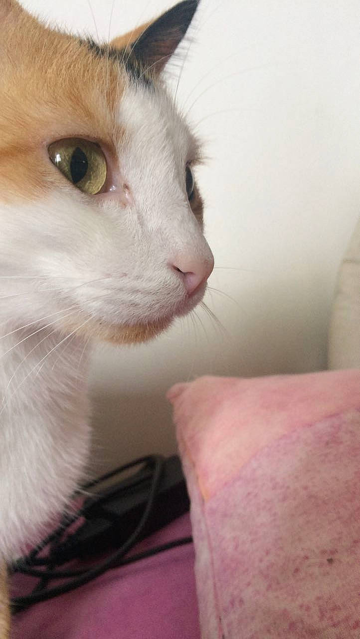 Peanut participe au concours pour gagner de l'argent avec cette photo : carnivore, cat, domestic_short_haired_cat, felidae, fur, iris, small_to_medium_sized_cats, snout, vertebrate, whiskers