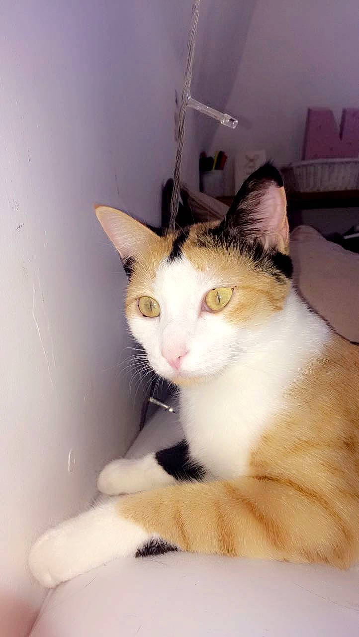 Peanut a rejoint le concours — aidez-le/la à gagner de superbes lots ! beige, carnivore, cat, domestic_short_haired_cat, fawn, felidae, fur, small_to_medium_sized_cats, snout, terrestrial_animal, vertebrate, whiskers