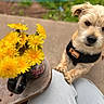 dog, small_dog, yellow_flowers, mug, wooden_surface, outdoor, curious, pet, animal, paws, knees, person, nature, greenery, close_up, daylight, floral, casual, adorable, companion
