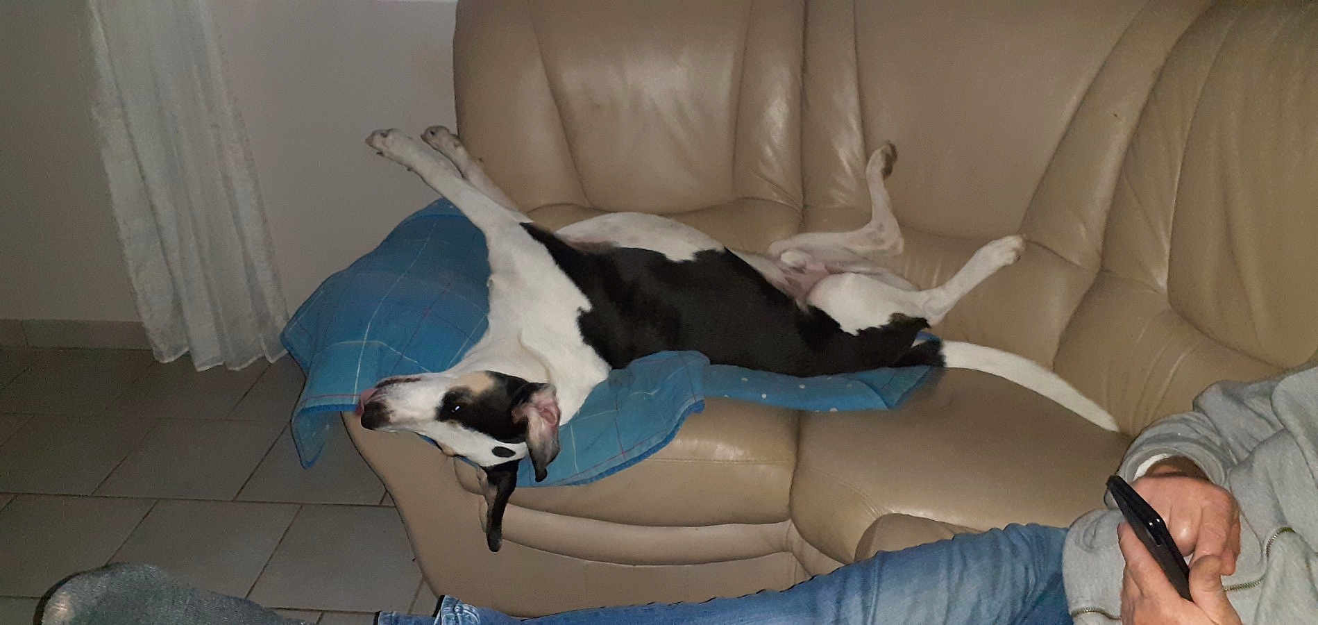 Marley participe au concours pour gagner de l'argent avec cette photo : dog, leather_couch, blue_blanket, relaxing, sprawled, indoor, tile_floor, black_and_white_dog, pet, canine, person, phone, casual, home, resting, funny_pose, living_room, comfort, domestic, companion