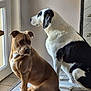 dog, brown_dog, black_and_white_dog, sitting, indoor, tile_floor, glass_door, window, pets, companion_animals, canine, domestic_animal, animal_pair, looking_outside, natural_light, calm, curious, ears, tail, floor