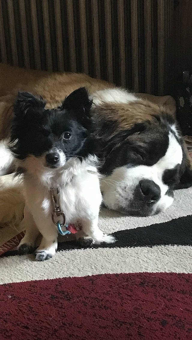 Banjo And Nea is registered to the contest to win money with this photo: canidae, carnivore, chair, collar, companion_dog, dog, dog_breed, dog_collar, fur, gun_dog, landseer, non_sporting_group, snout, spaniel, sporting_group, tail, toy_dog, whiskers, working_animal, working_dog