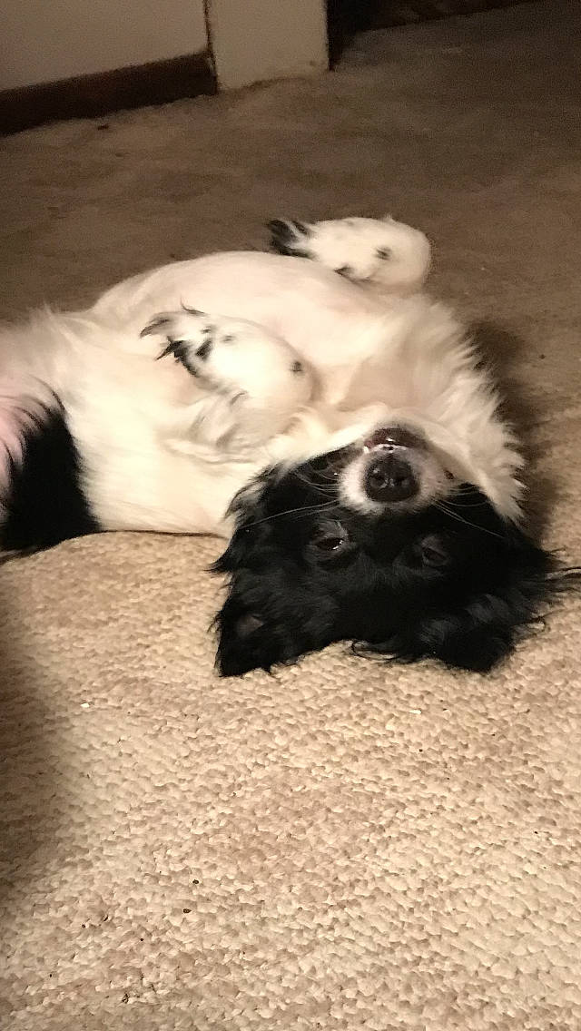 Banjo And Nea is registered to the contest to win money with this photo: canidae, carnivore, comfort, companion_dog, dog, dog_breed, fur, german_spitz, monochrome_photography, non_sporting_group, paw, puppy, snout, sporting_group, tints_and_shades, toy_dog, whiskers, working_animal, working_dog