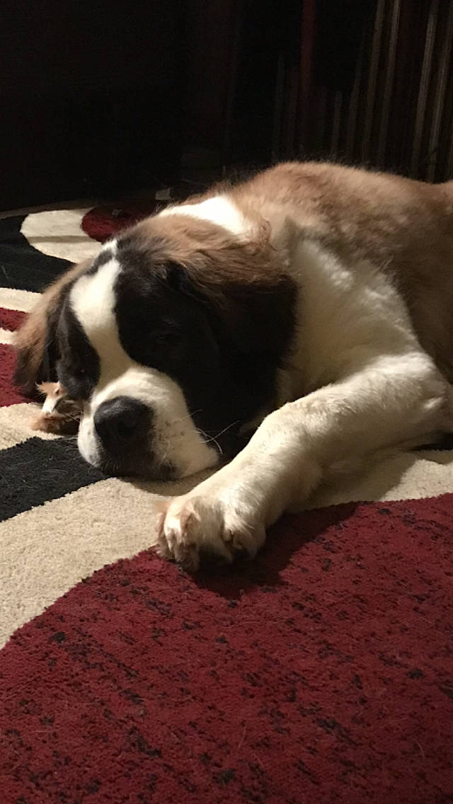 Banjo And Nea joined the competition — help win amazing prizes! boston_terrier, canidae, carmine, carnivore, carpet, comfort, companion_dog, dog, dog_breed, fawn, flesh, flooring, fur, paw, sporting_group, tail, terrestrial_animal, whiskers, wood, working_animal