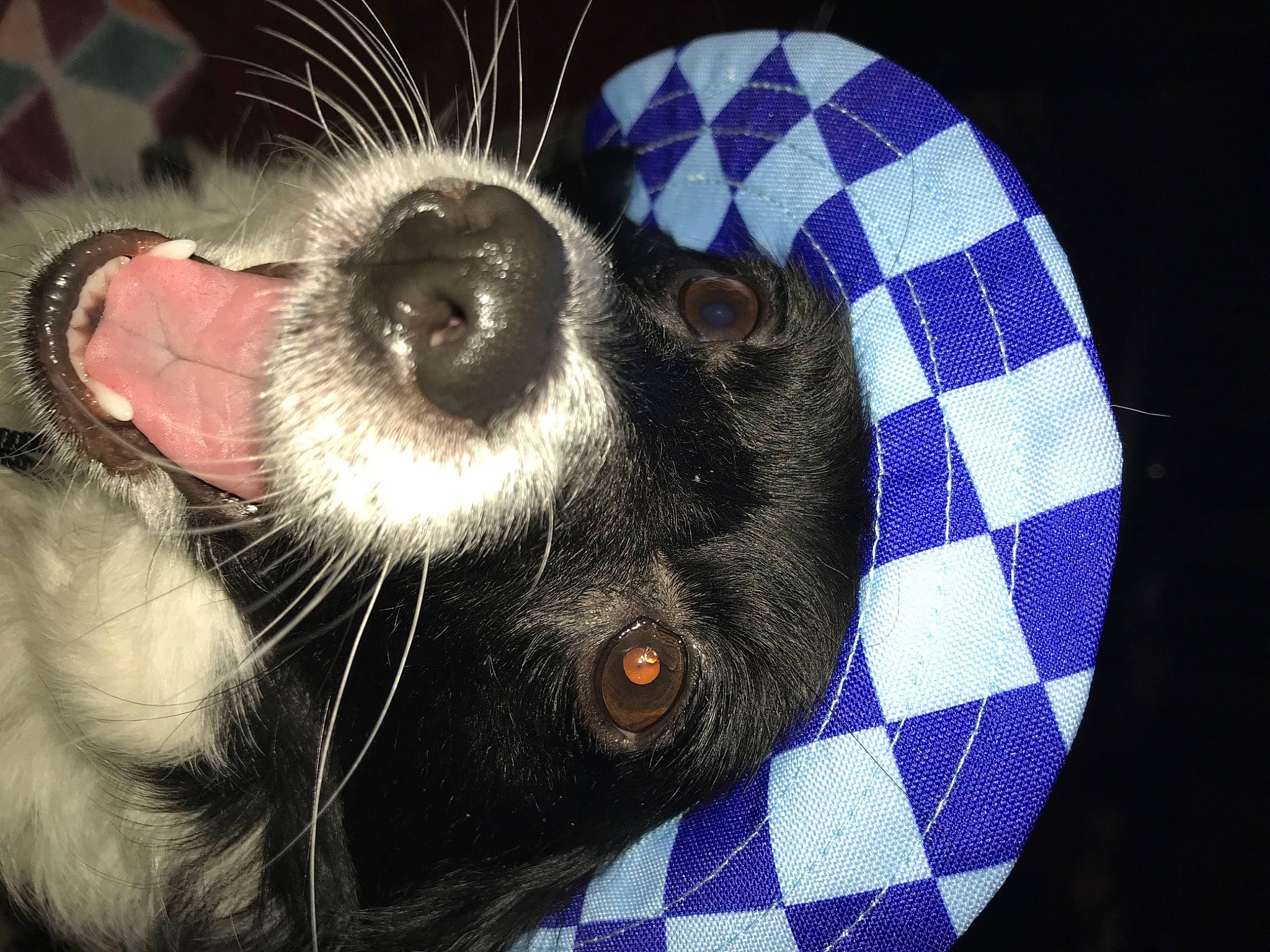 Banjo And Nea joined the competition — help win amazing prizes! canidae, carnivore, claw, comfort, companion_dog, dog, dog_breed, ear, electric_blue, eyewear, foot, fur, jaw, pattern, paw, plaid, snout, sporting_group, tartan, whiskers