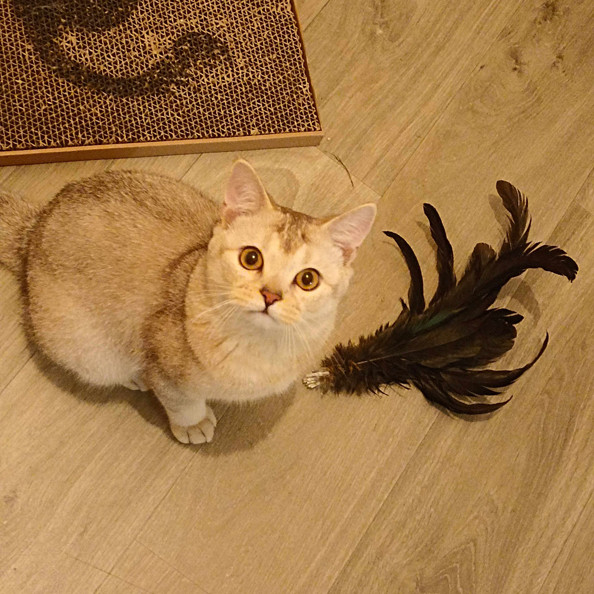 Léo participe au concours pour gagner de l'argent avec cette photo : cat, pet, animal, feathers, toy, floor, wooden_floor, curious, looking_up, indoor, feline, whiskers, ears, paws, playful, closeup, domestic_cat, cute, young_cat, light_brown_fur