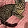 Loki Kitty