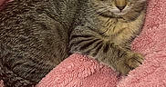 Loki Kitty a rejoint le concours — aidez-le/la à gagner de superbes lots ! cat, kitten, tabby, pet, animal, feline, fur, whiskers, tail, ears, eyes, pink_blanket, soft_texture, cozy, indoor, resting, cute, young, sleepy, domestic
