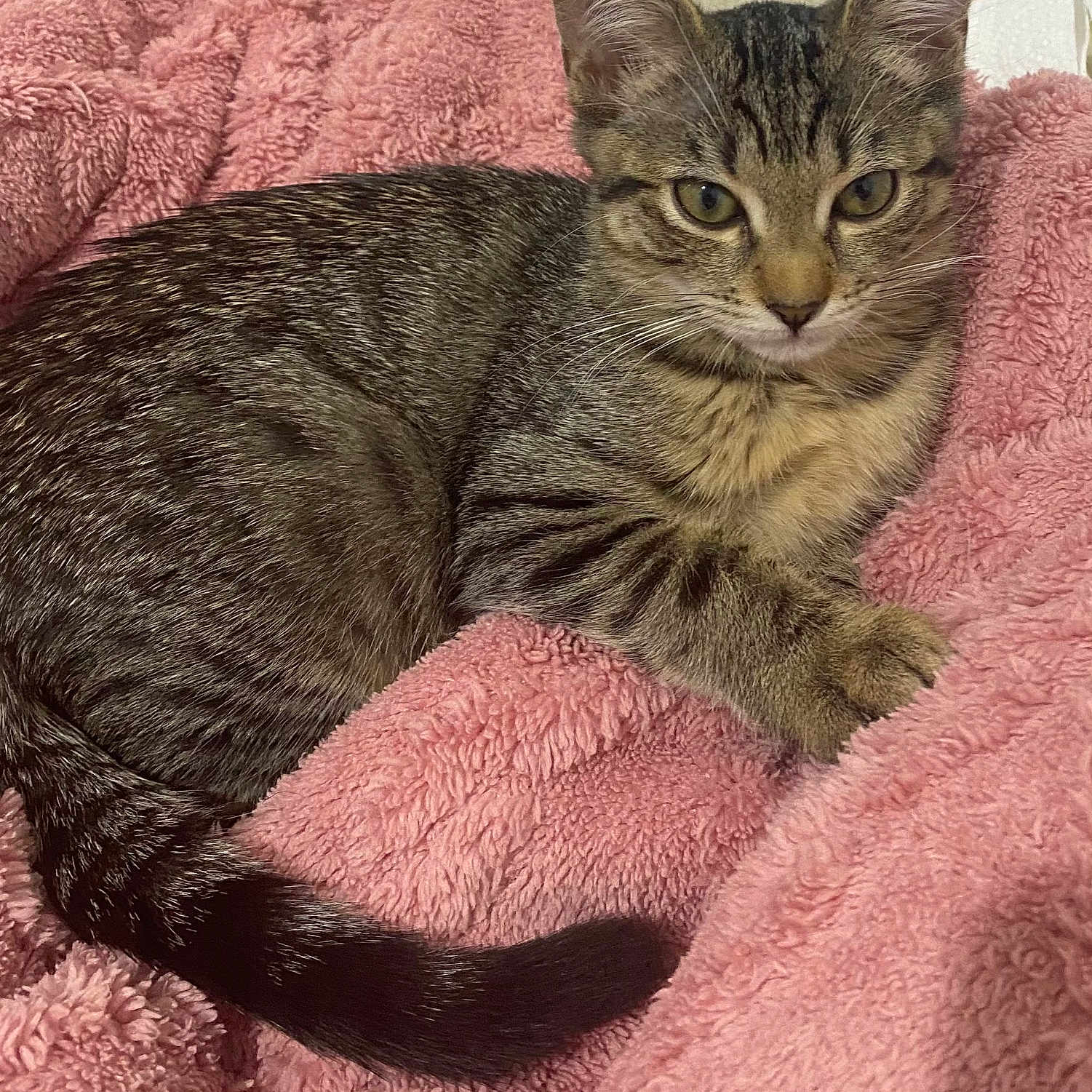 Loki Kitty