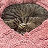 Loki Kitty participe au concours pour gagner de l'argent avec cette photo : cat, tabby, sleeping, curled_up, pink_blanket, fluffy, pet, animal, cozy, resting, fur, cute, domestic_cat, feline, soft_texture, indoor, relaxation, warm, comfort, nap